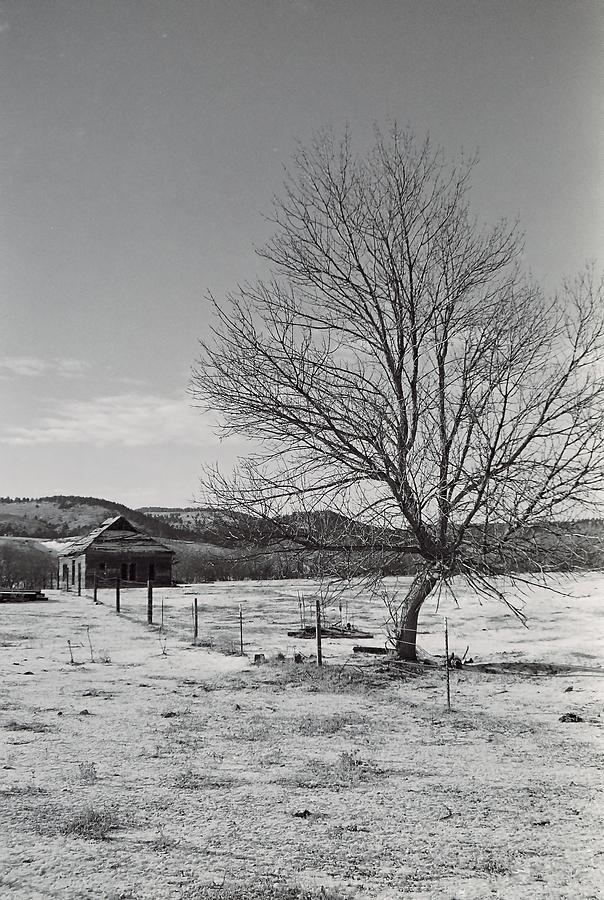 Lone Tree Homestead Photograph by HW Kateley