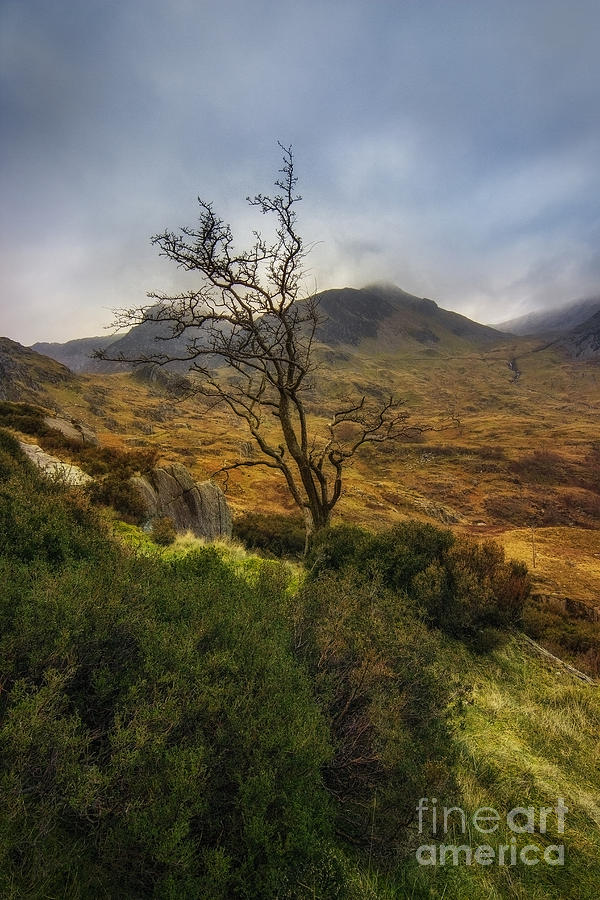 Lone Tree Photograph by Ian Mitchell
