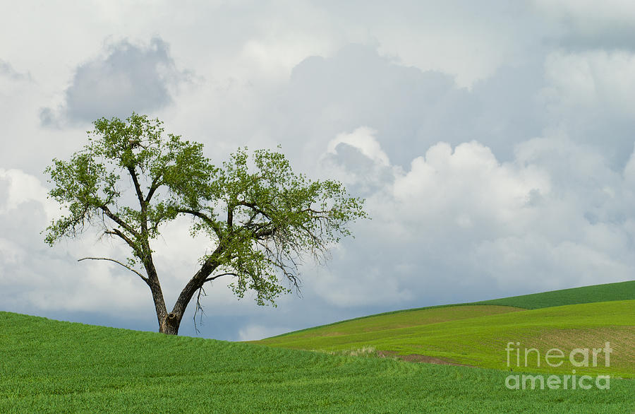 Lone Tree In A Field Photograph by John Shaw