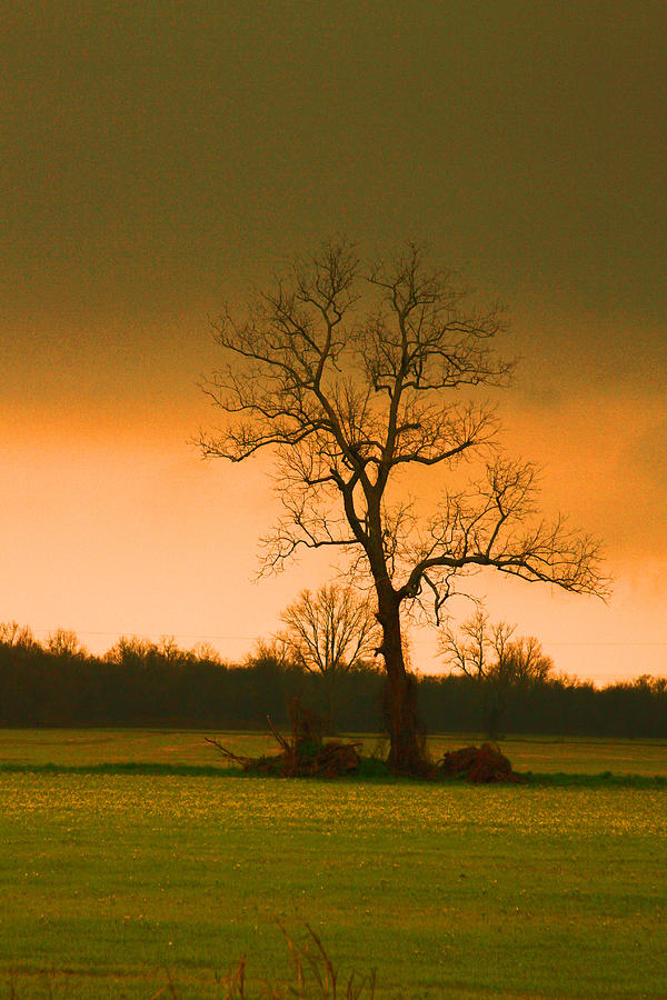 Lone tree in a green field Photograph by Ronald Olivier - Pixels