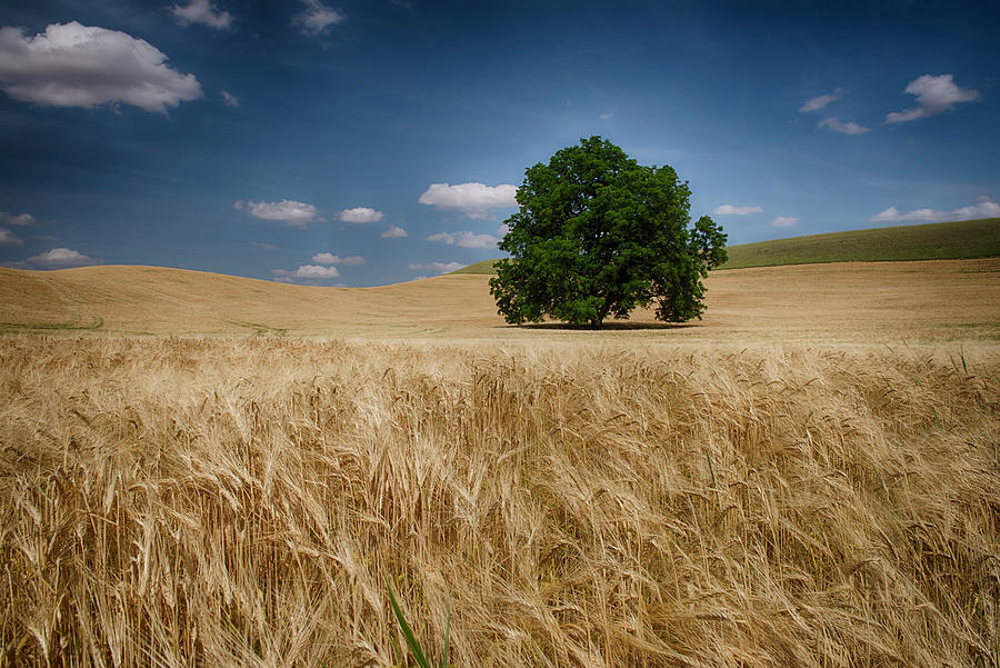 Lone Tree In A Wheat Field  Palouse Photograph by Marg Wood