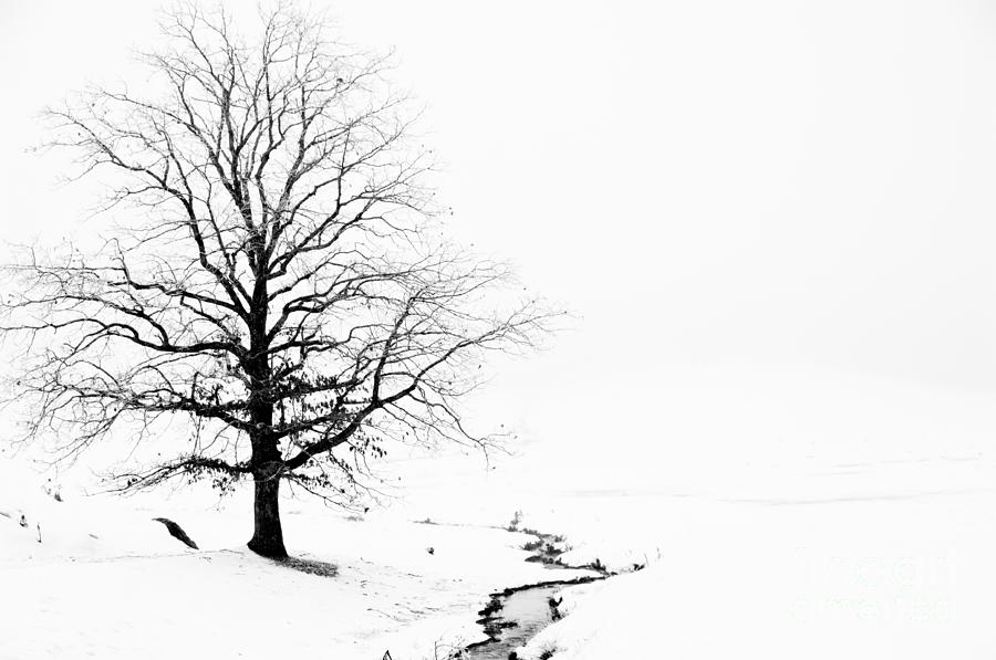 Lone Tree In black and White Photograph by John Harmon
