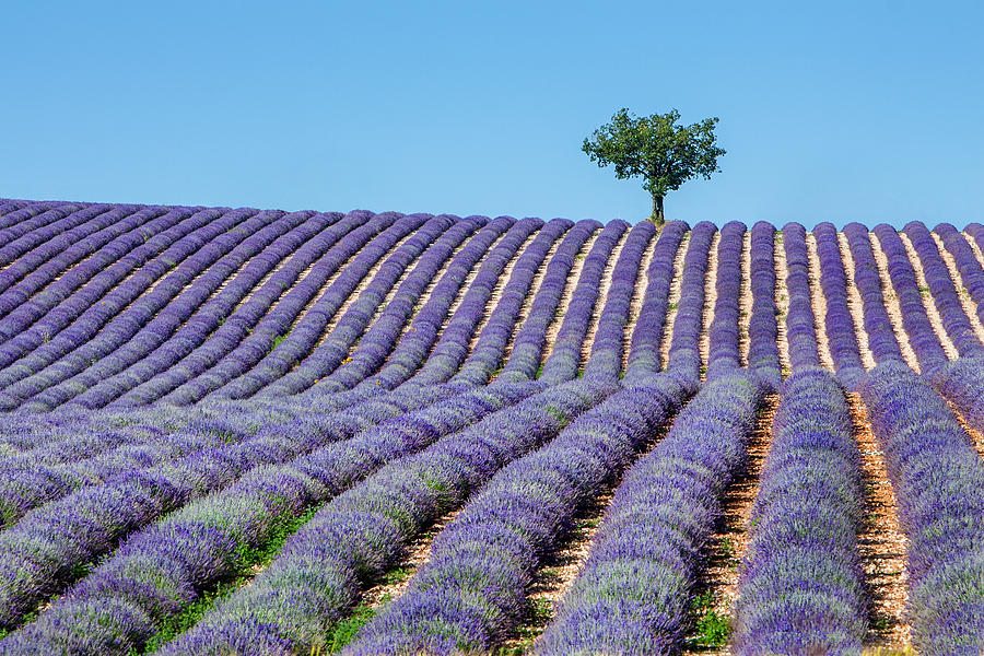 Tree In Provence Photograph by Jurgen Lorenzen