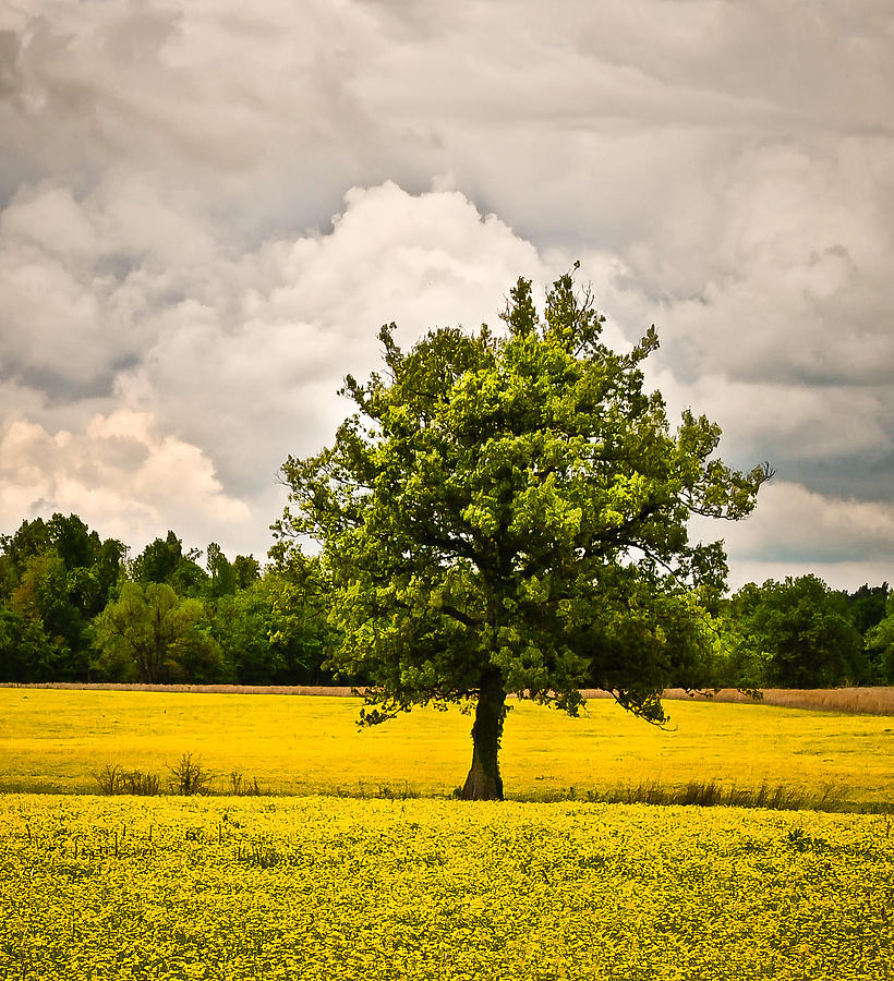 Lone Tree in Field of Wildflowers 1b Photograph by Greg Jackson