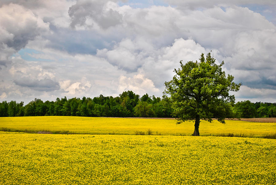 Lone Tree in Field of Wildflowers Photograph by Greg Jackson