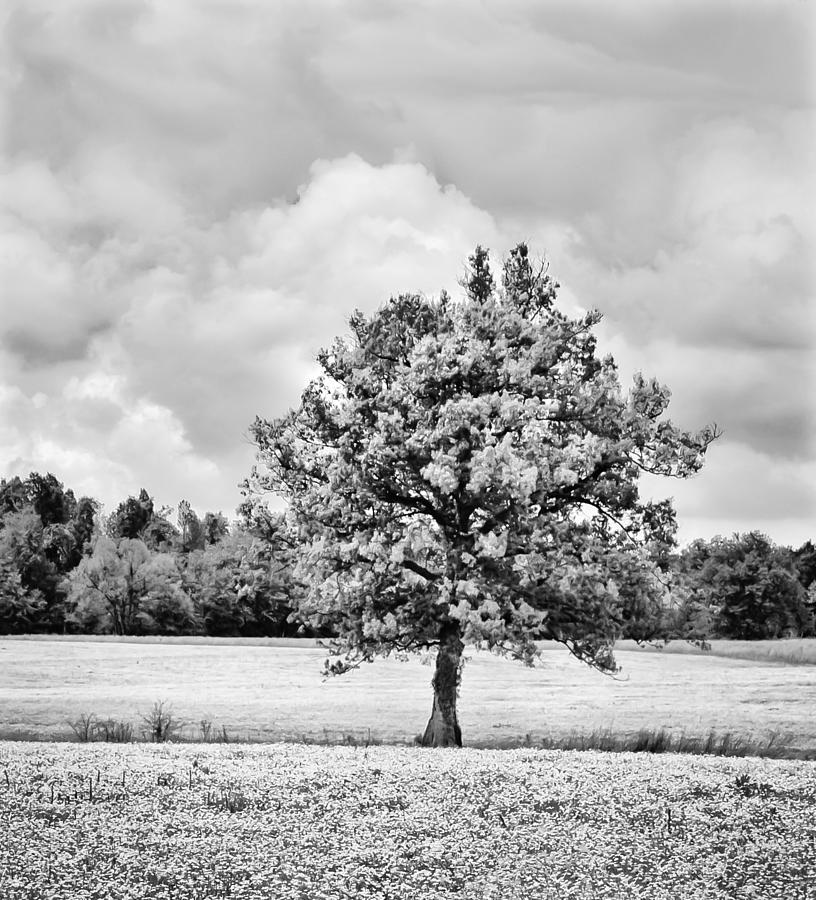 Lone Tree in Field of  Wildflowers Hi-Key BW Photograph by Greg Jackson