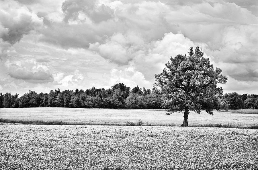 Lone Tree in Field of  Wildflowers Hi-Key Photograph by Greg Jackson