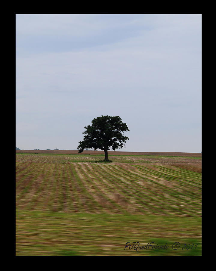 Lone Tree in Field Photograph by PJQandFriends Photography
