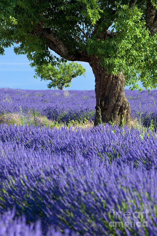 Lone Tree in Lavender Field - Provence France II Photograph by Brian Jannsen