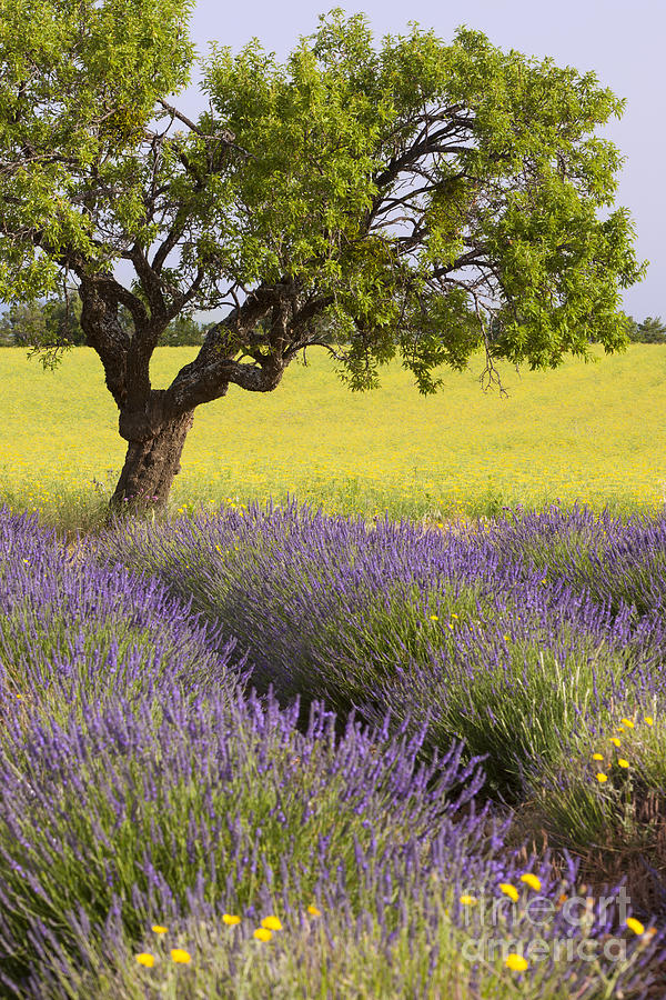 Lone Tree In Lavender Field Photograph