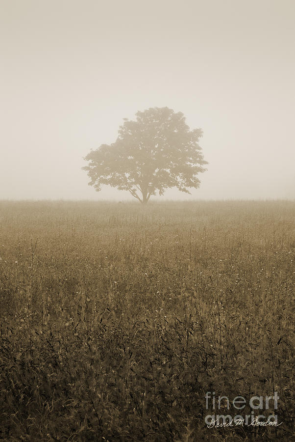 Lone Tree in Meadow Photograph by David Gordon
