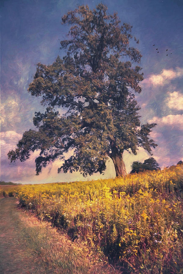 Lone Tree in Meadow Photograph by John Rivera