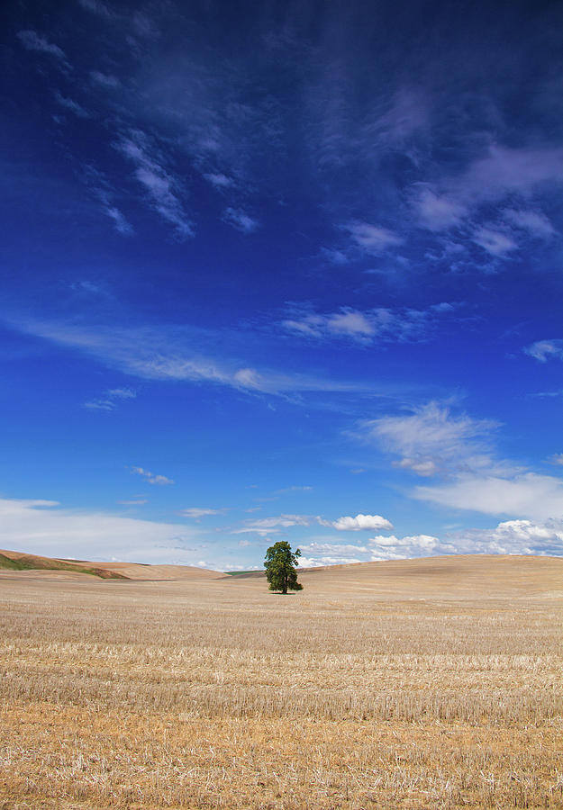 Lone Tree In Palouse Photograph by Kunal Mehra