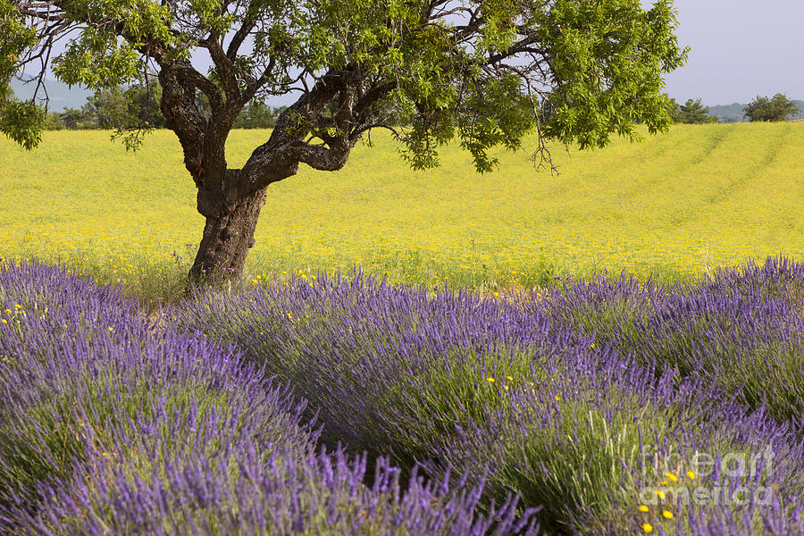 Lone Tree in Provence Photograph by Brian Jannsen