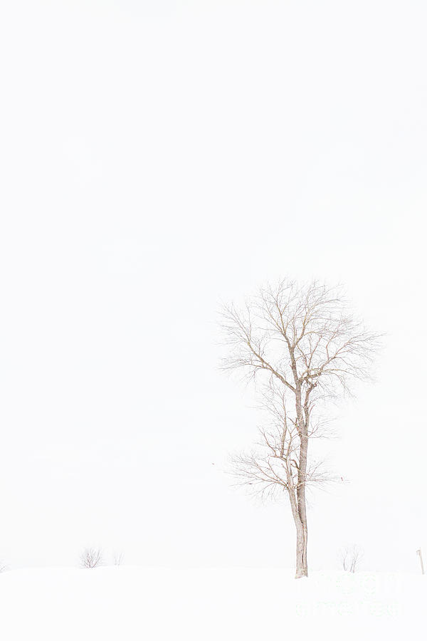 Lone Tree In Snowstorm Photograph by Randy Steele Fine Art America