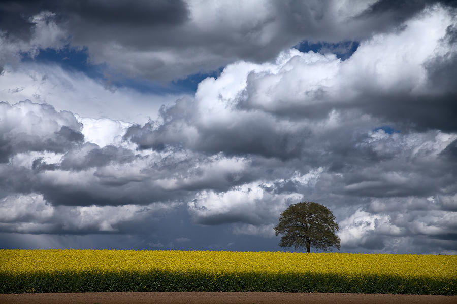 Tree Photograph - Lone tree in Spring by Dominique Dubied