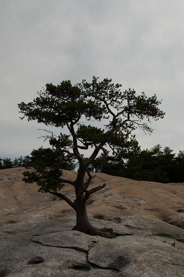 Lone Tree in Stone Mountain State Park North Carolina Photograph by Bruce Gourley