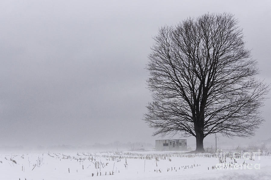 Lone Tree in the Fog Photograph by Debra Fedchin