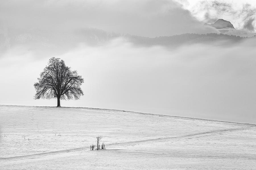 Lone tree in the mist Photograph by Dominique Dubied