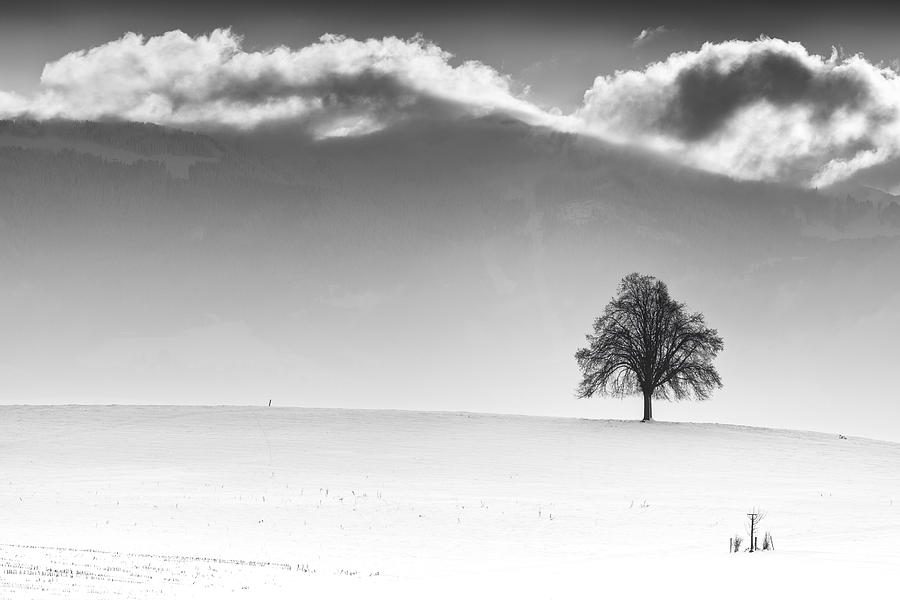 Lone tree in the mist II Photograph by Dominique Dubied