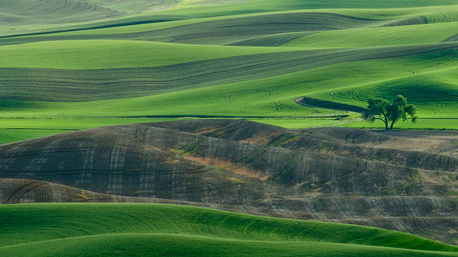 Lone Tree in the Palouse Photograph by Don Schwartz