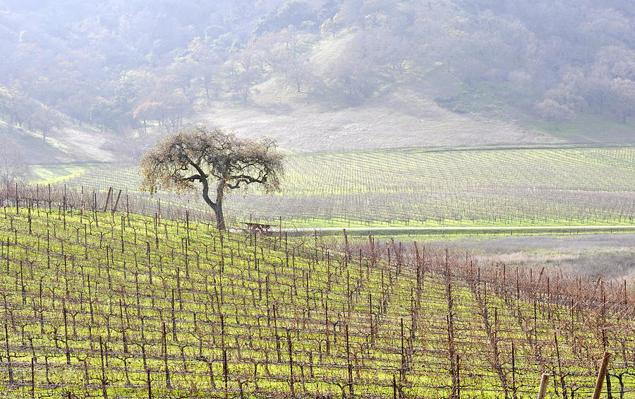 Landscape Photograph - Lone Tree in the Vineyard by AJ  Schibig