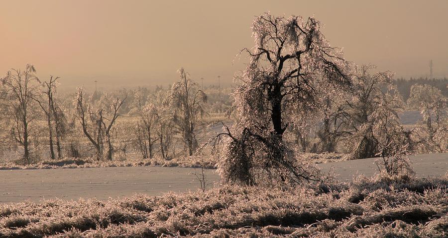 Lone tree in Winter Photograph by Douglas Pike