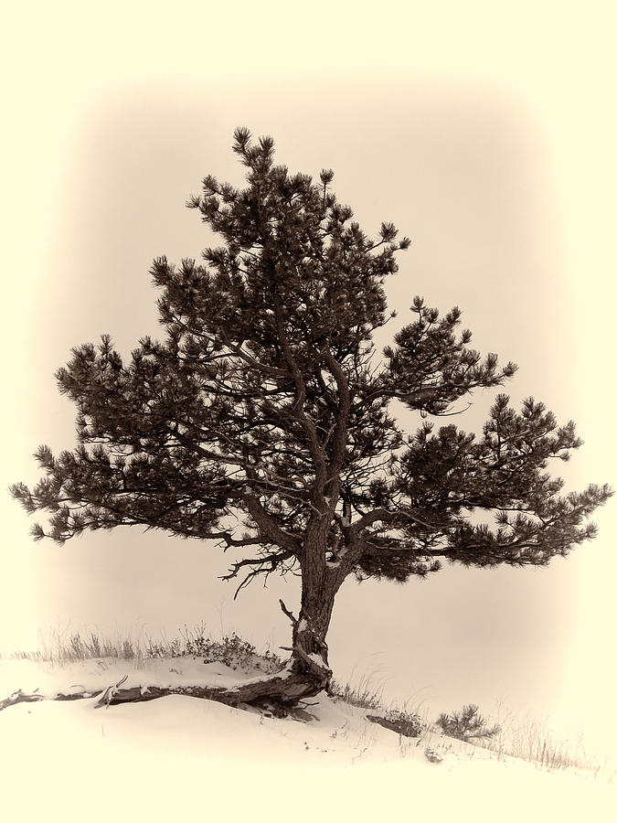 Lone Tree in Winter Photograph by HW Kateley