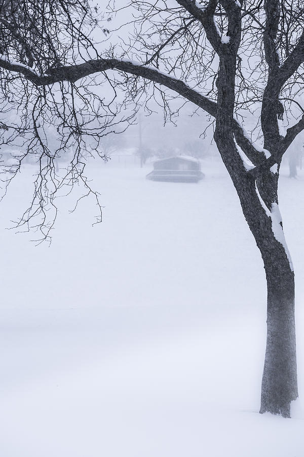Lone tree in winter Photograph by Krzysztof Hanusiak Fine Art America