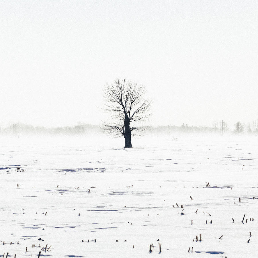 Lone Tree in Winter Photograph by Laura Tucker