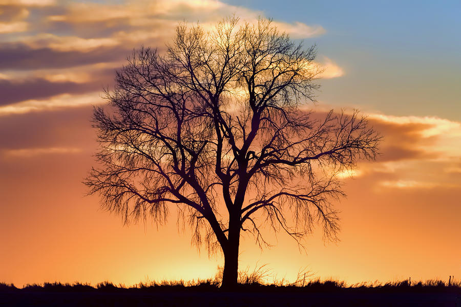 Lone Tree in Winter - Sunset - Centered Photograph by Nikolyn McDonald