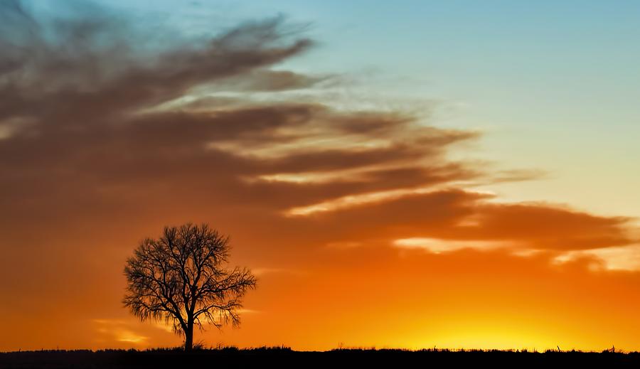 Lone Tree in Winter - Sunset - Minimalism Photograph by Nikolyn McDonald