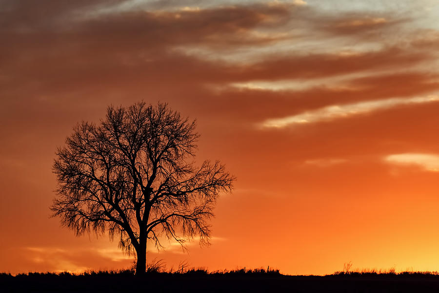 Lone Tree in Winter - Sunset - Silhouette Photograph by Nikolyn McDonald