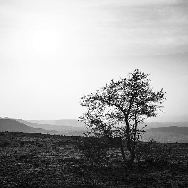 Lone Tree, India Photograph by Aleck Cartwright