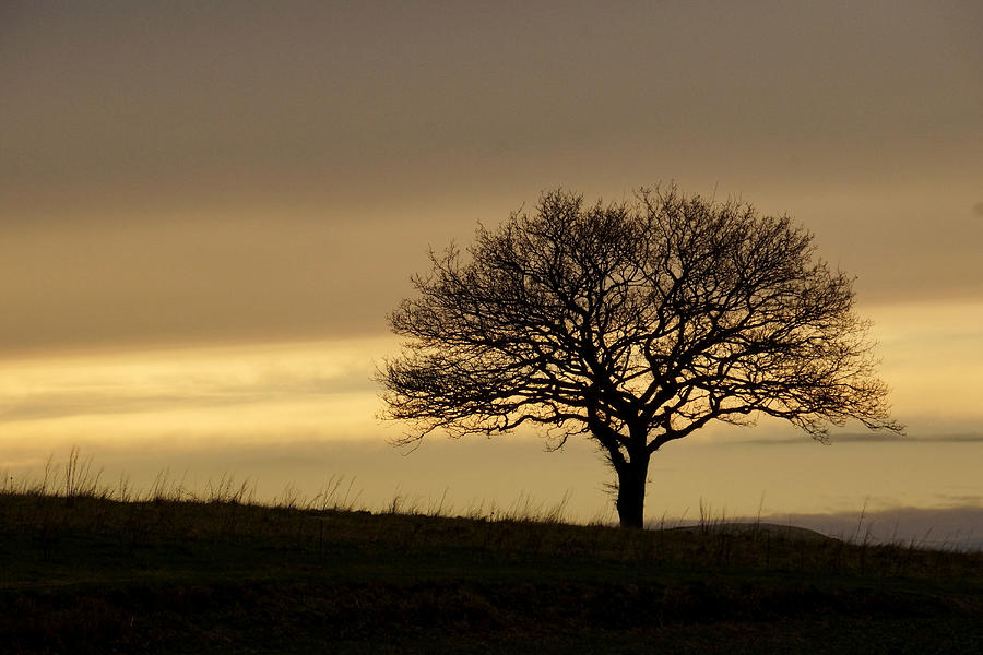 Lone Tree Photograph by Inge Riis McDonald