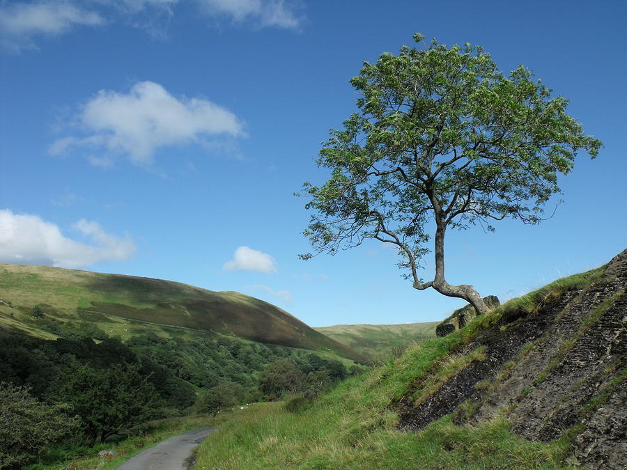 Landscape Photograph - Lone Tree by Jane Munroe