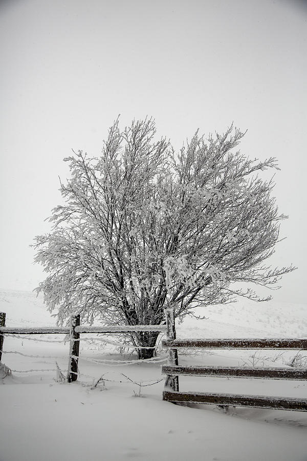 Lone Tree Photograph by John Haldane