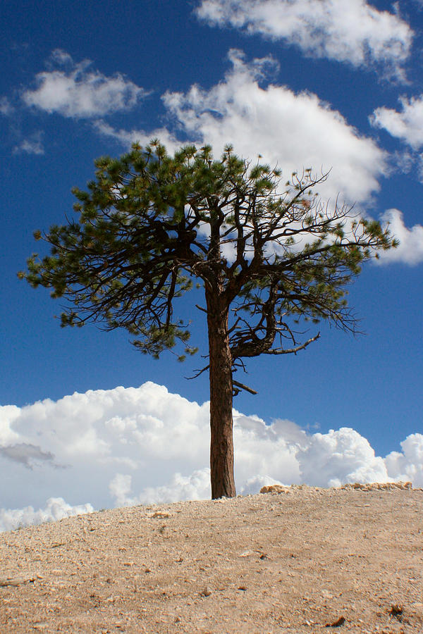 Lone Tree Photograph by Jon Emery