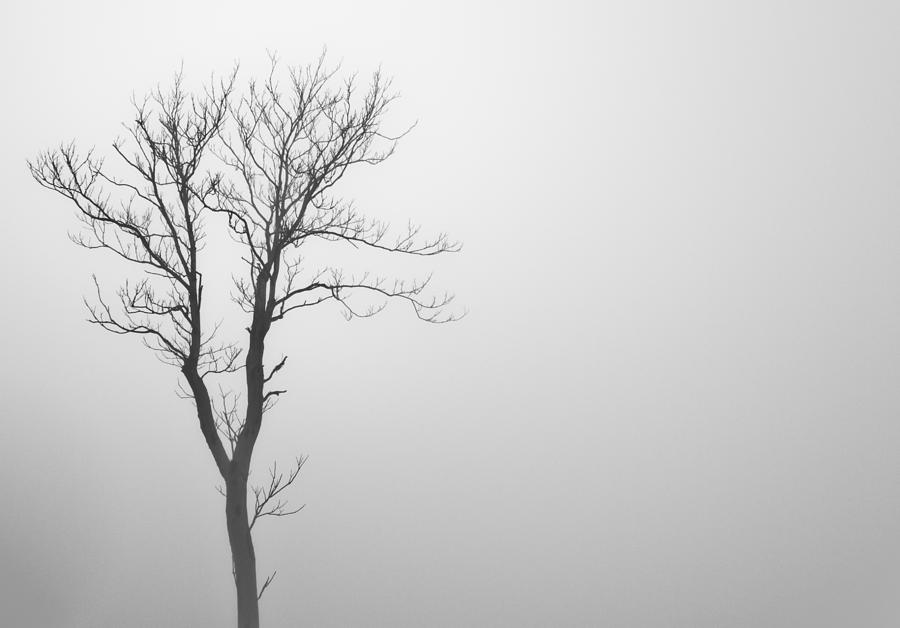 Lone Tree Photograph by Jonny D