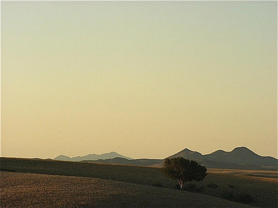 Lone tree landscape Prescott Valley Arizona  2000 Photograph by David Lee Guss