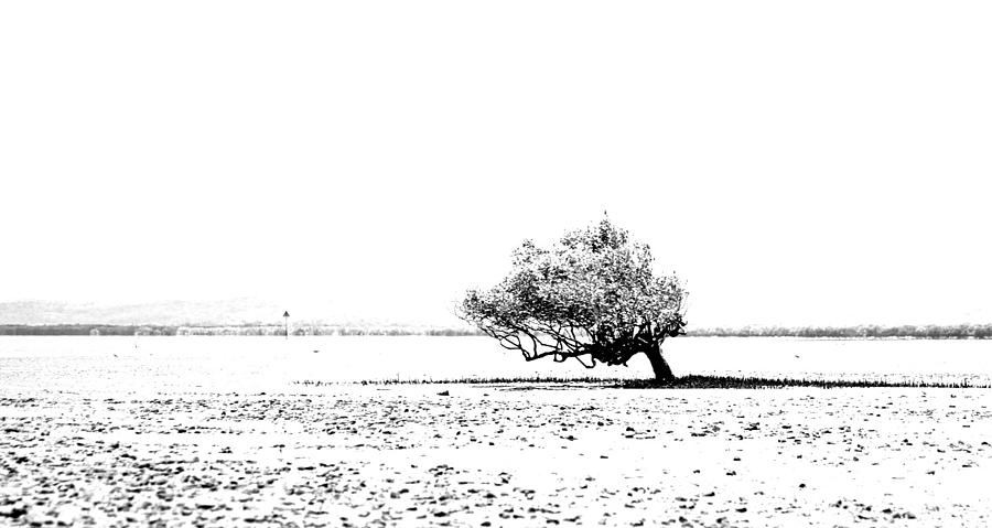 Lone Tree Photograph by Lee Stickels