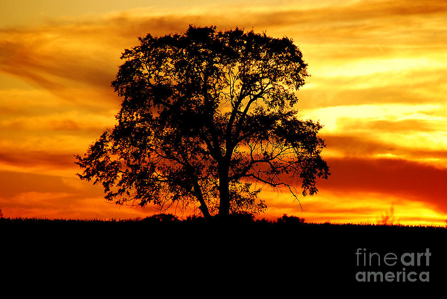 Sunset Photograph - Lone Tree by Mary Carol Story