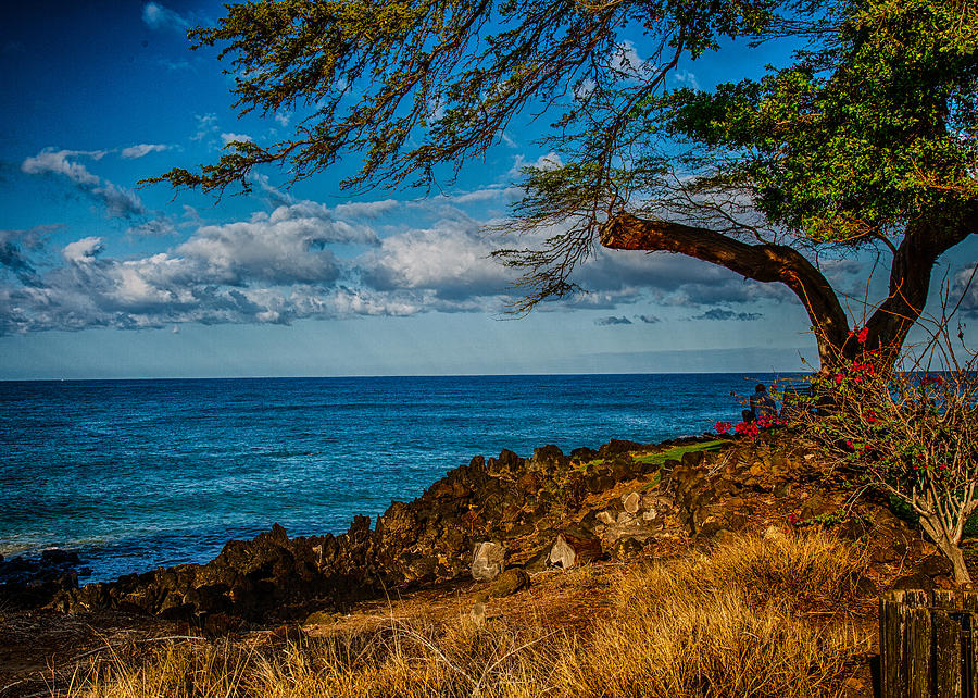 Lone Tree Photograph by Omaste Witkowski