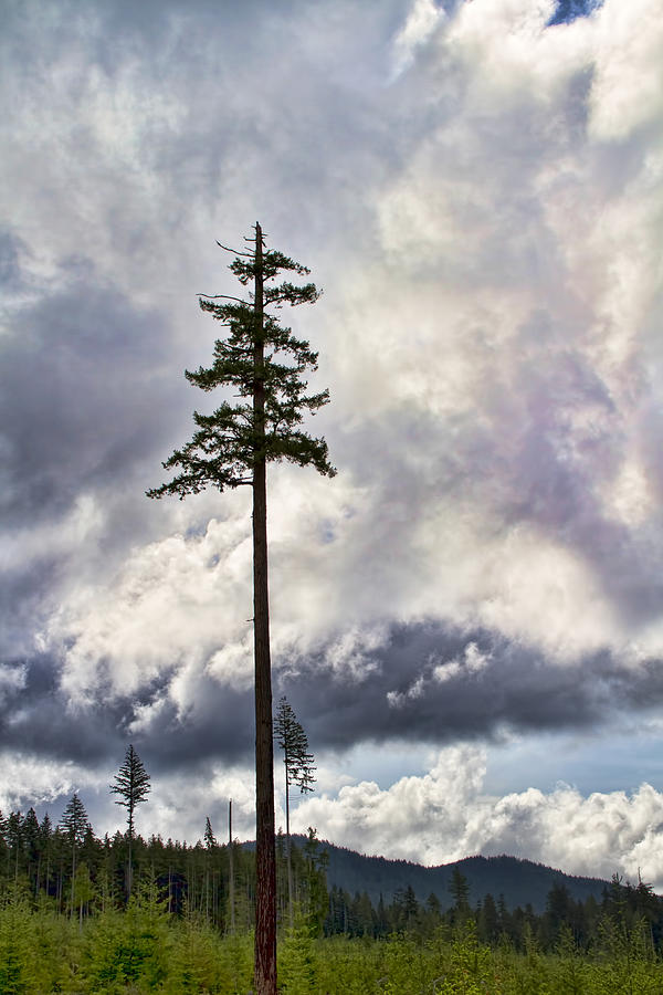Lone Tree on a Cloudy Day Photograph by Peggy Collins