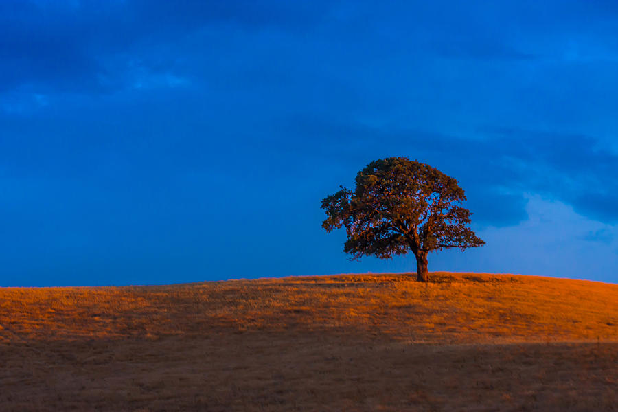 Lone Tree On A Hill At Sunset Photograph