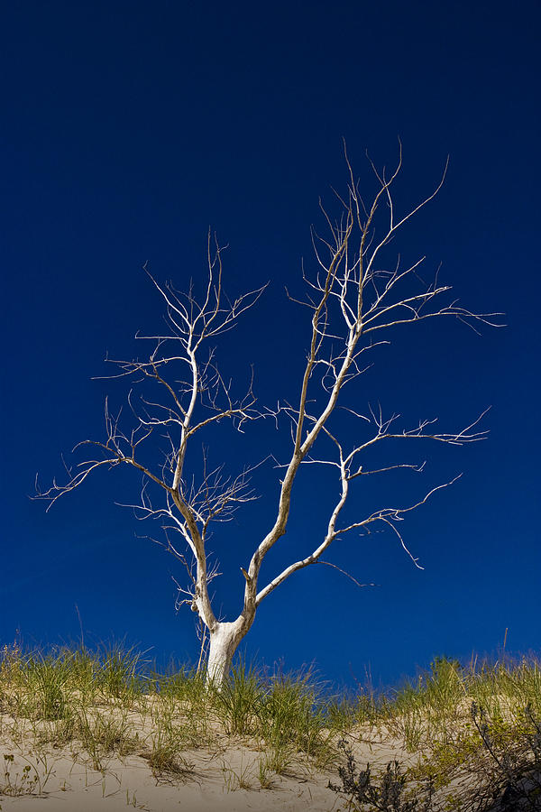 Lone Tree on a Hilltop Dune Photograph by Randall Nyhof