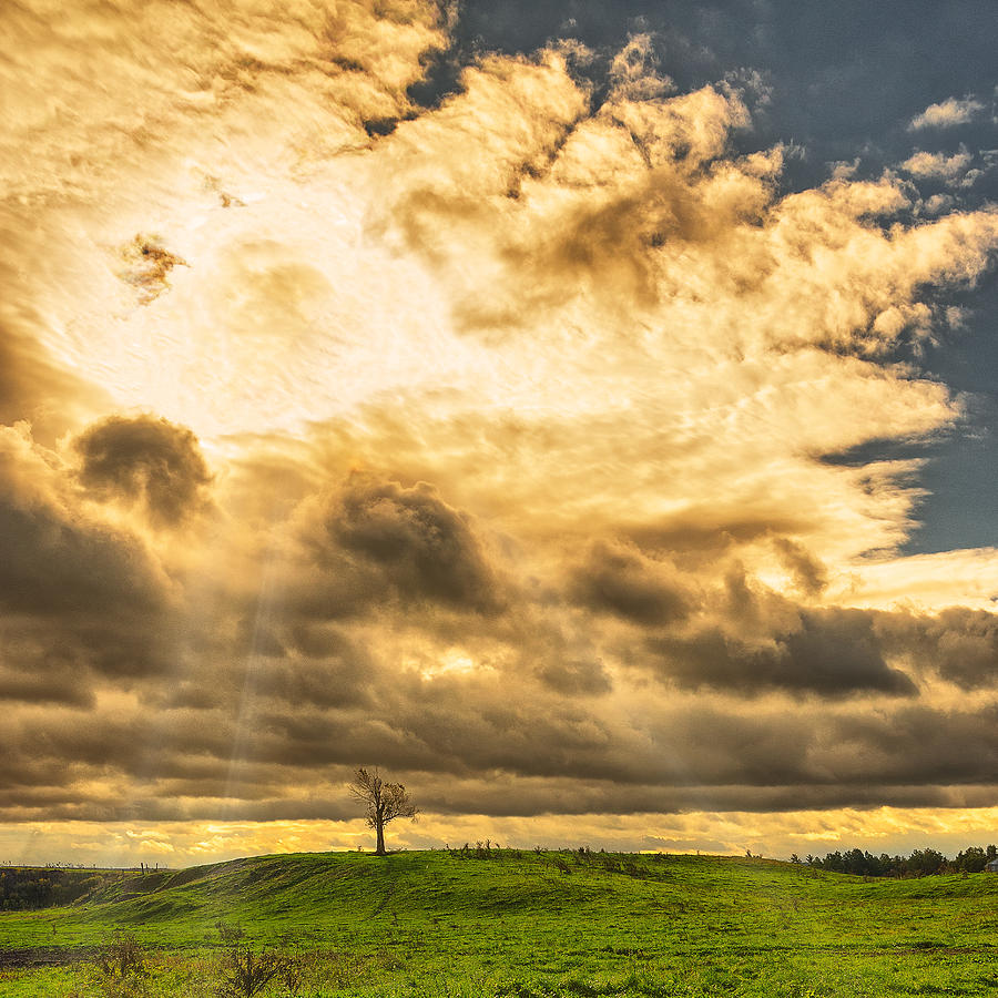 Lone tree on a knoll Photograph by Chris Bordeleau