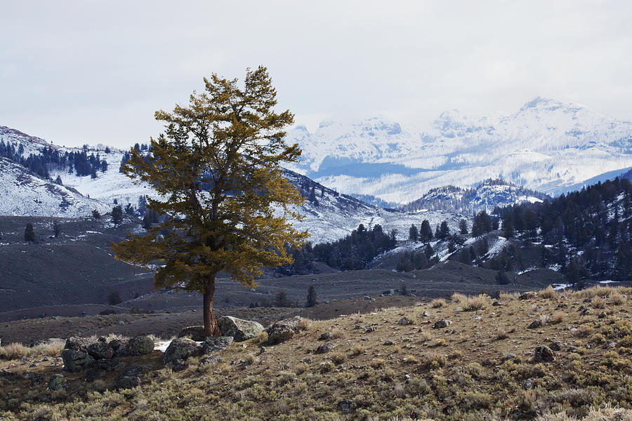 Lone Tree On A Mountain Side In Photograph by Susan Dykstra / Design Pics