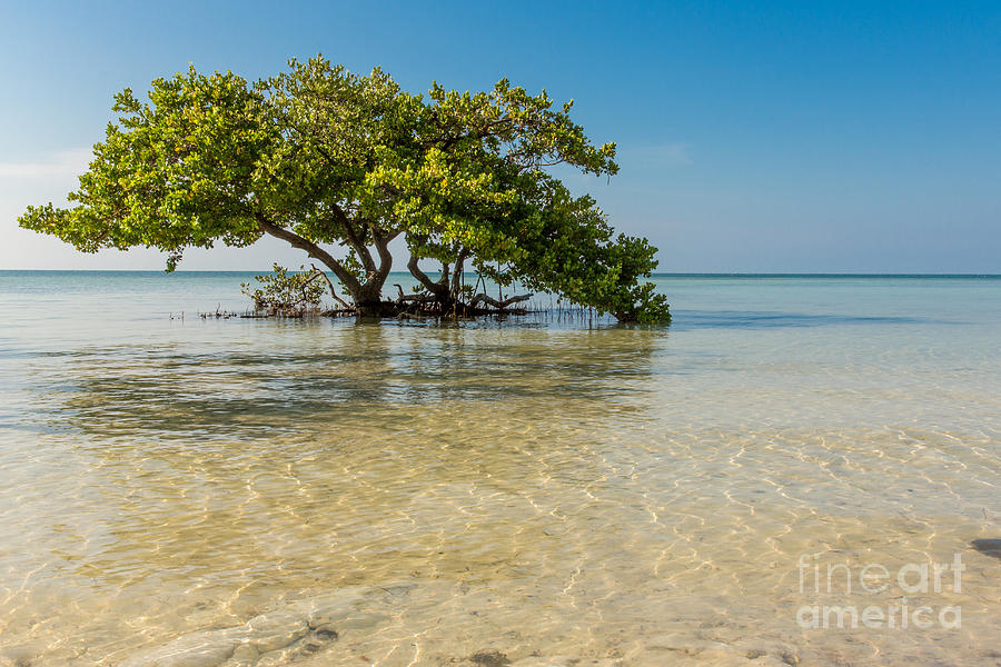 Lone Tree on Annes Beach Photograph by Nicholas  Pappagallo Jr