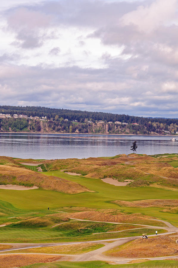 Lone Tree on Chambers Bay Photograph by Tikvahs Hope